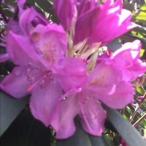 Meet your Posher, Bridgette